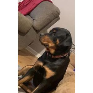 Image of Zeus, Lost Dog