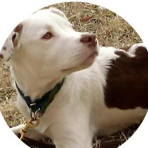 Lost Dog Bub