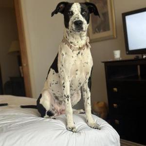 Lost Dog Bella