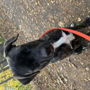 Lost Dog Charlie