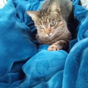 Image of Noodle, Lost Cat