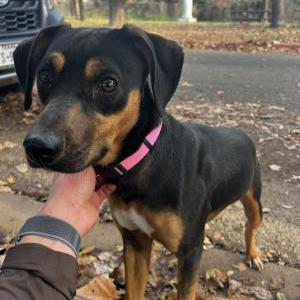 Lost Dog N/A