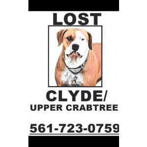 Lost Dog Clyde
