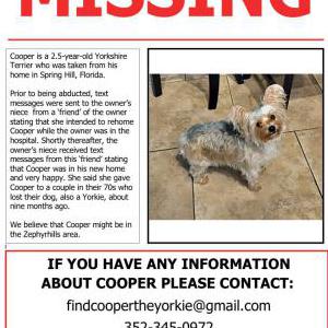 Image of Cooper, Lost Dog