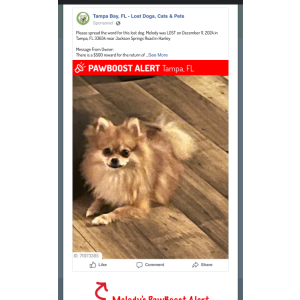 Lost Dog Melody