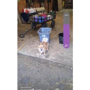 Lost Dog Zim
