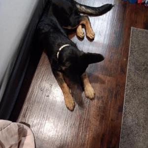 Lost Dog Bella