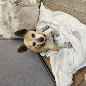 Found Dog unknown