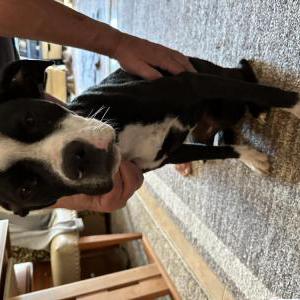 Found Dog Unknown