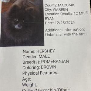 Lost Dog Hershey
