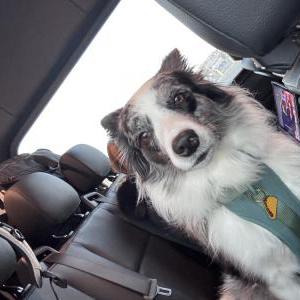 Lost Dog Mika