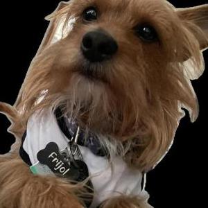 Image of Frijol, Lost Dog