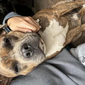 Lost Dog Tigre (ti · gre)