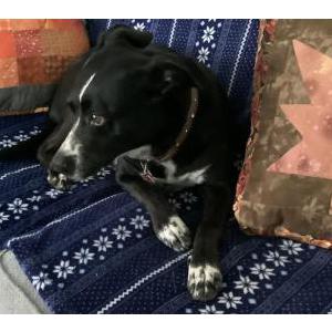 Lost Dog Star