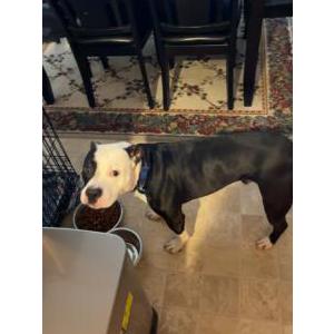 Lost Dog Baki