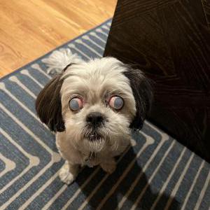 Lost Dog Cici