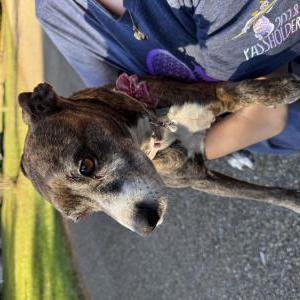 Image of Unknown, Found Dog