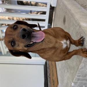 Image of Unknown, Found Dog