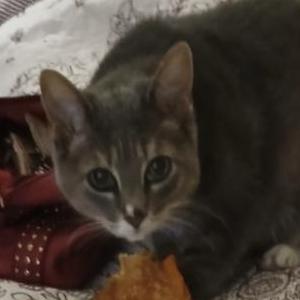 Image of Gracie, Lost Cat