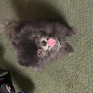 Lost Dog Grizzley
