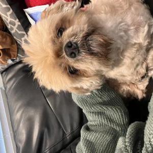 Lost Dog Nena