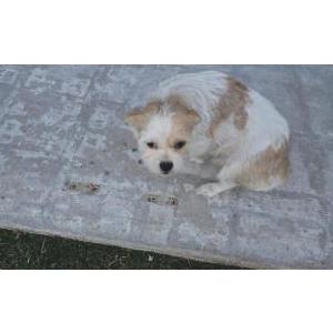 Found Dog Unkown