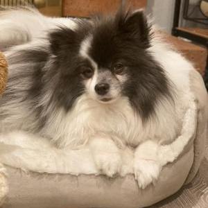 Lost Dog Lola