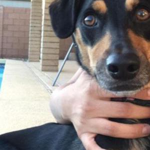 Lost Dog Brisa