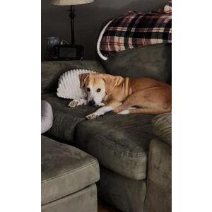 Image of Nova, Lost Dog