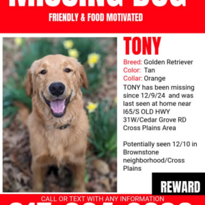Image of Tony, Lost Dog