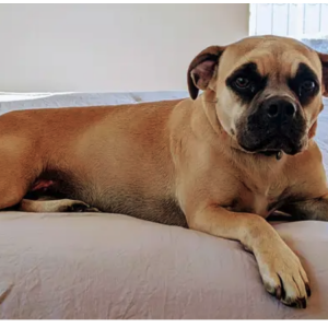 Image of Lexi, Lost Dog