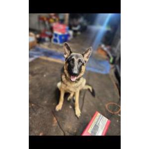 Lost Dog Ginger -MaMi