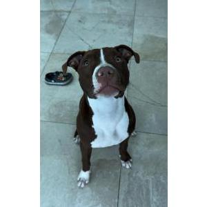 Lost Dog Darius