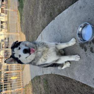 Found Dog Unknown