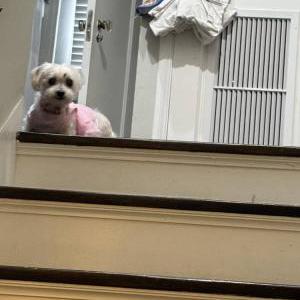 Lost Dog Bella
