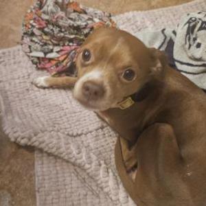 Lost Dog Loki