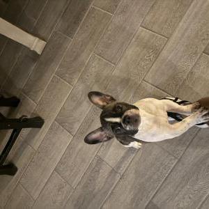 Lost Dog Sasha
