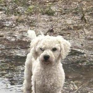 Lost Dog Cholo
