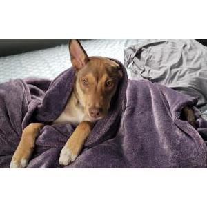 Lost Dog Coco