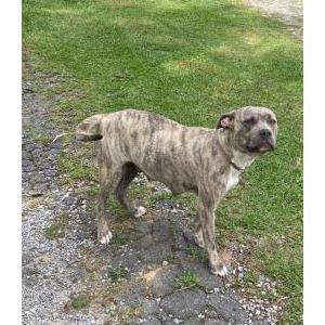 Image of Xena, Lost Dog