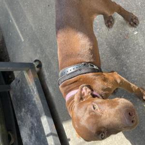 Image of Baby Girl, Lost Dog