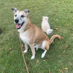 Lost Dog Jayne Jr.