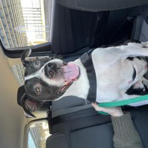 Found Dog Unknown
