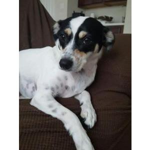 Lost Dog Kali
