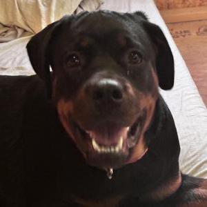 Image of Nala, Lost Dog