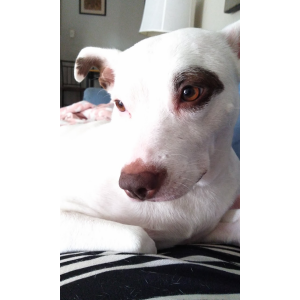Lost Dog Bella