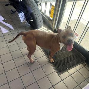 Found Dog Unknown