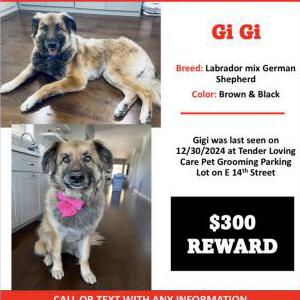 Lost Dog Gigi