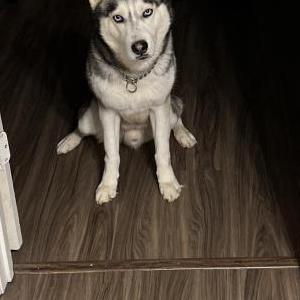 Lost Dog Kobe