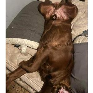 Lost Dog taz